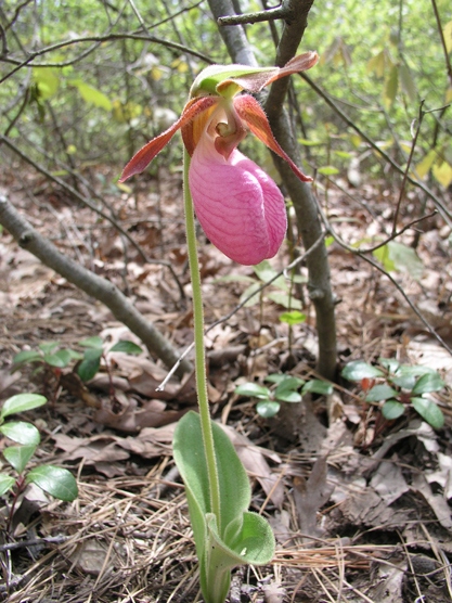 Pink Lady's Slipper orchid